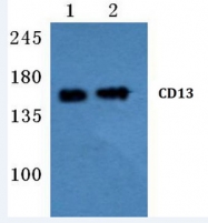 AP20647PU-N - CD13