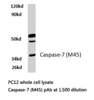 AP20648PU-N - Caspase-7