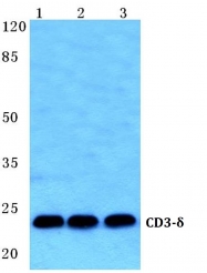 AP20661PU-N - CD3 delta chain