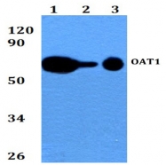 AP20669PU-N - SLC22A6 / OAT1