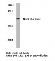 AP20704PU-N - RELA / NF-kB p65