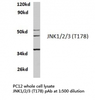 AP20729PU-N - MAPK8 / JNK1