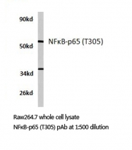 AP20743PU-N - RELA / NF-kB p65