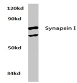 AP20761PU-N - Synapsin-1