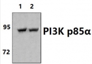 AP20772PU-N - PIK3R1 / GRB1