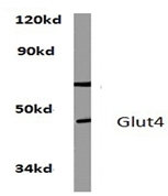 AP20773PU-N - GLUT4 / SLC2A4