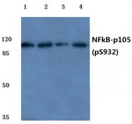 AP20850PU-N - NF-kB p105 / p50