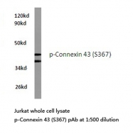 AP20856PU-N - GJA1 / Cx43