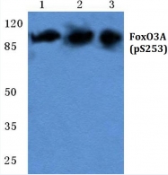AP20889PU-N - FOXO3 / FKHRL1