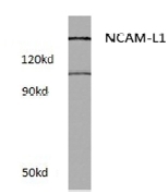 AP21093PU-N - CD171 / L1CAM
