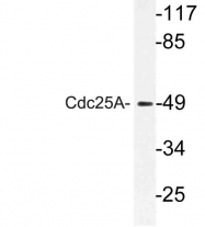 AP21101PU-N - CDC25A