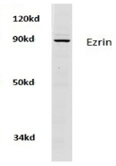 AP21103PU-N - Ezrin