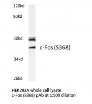 AP21134PU-N - c-fos