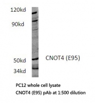 AP21144PU-N - CNOT4