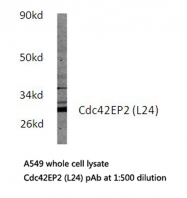 AP21145PU-N - CDC42EP2