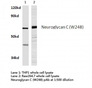 AP21148PU-N - Neuroglycan C