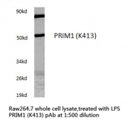 AP21164PU-N - DNA primase small subunit