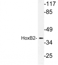 AP21190PU-N - HOXB2 / HOX2H