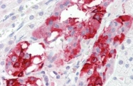 AP22875PU-N - Neuropeptide Y / NPY