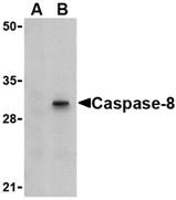 AP22942PU-N - Caspase-8 / FLICE
