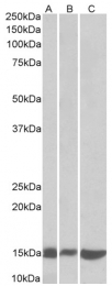 AP23675PU-N - Galectin-1