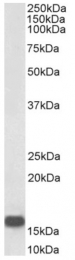 AP23700PU-N - Neurogranin