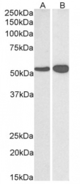 AP23724PU-N - Glutamate dehydrogenase 1