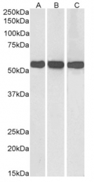 AP23724PU-N - Glutamate dehydrogenase 1
