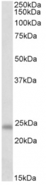 AP23749PU-N - GM2A / SAP3