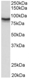 AP26008PU-N - DLG4 / PSD95