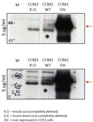 AP26022PU-N - Malcavernin