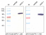 AP26035PU-N - CD309 / VEGFR-2 / Flk-1
