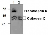 AP26341PU-N - Cathepsin D