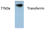 AP26413AF-N - Transferrin