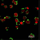 AP26414AF-N - FPR2 / FPRL1