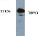 AP26429AF-N - TRPV3