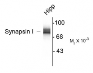 AP26436PU-N - Synapsin-1