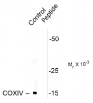 AP26437PU-N - COX IV isoform 1