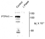 AP26438PU-N - PTPN3 / PTPH1