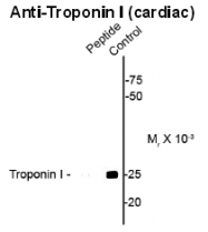 AP26442PU-N - Cardiac Troponin I