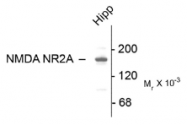 AP26445PU-N - NMDA Receptor 2A