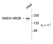 AP26446PU-N - NMDAR2B