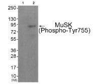 AP26453PU-N - MUSK