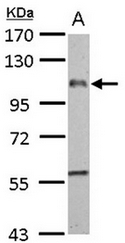 AP31133PU-N - EMR1 / TM7LN3