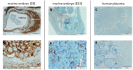 AP31725PU-L - Placenta growth factor / PGF