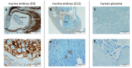 AP31725PU-S - Placenta growth factor / PGF