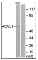 AP31869PU-N - ACVRL1 / ALK1