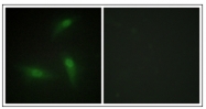 AP31870PU-N - hnRNP core protein A1 / HNRNPA1