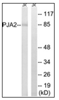AP31871PU.N - PJA2 / RNF131