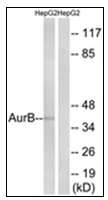 AP31873PU-N - Aurora kinase B